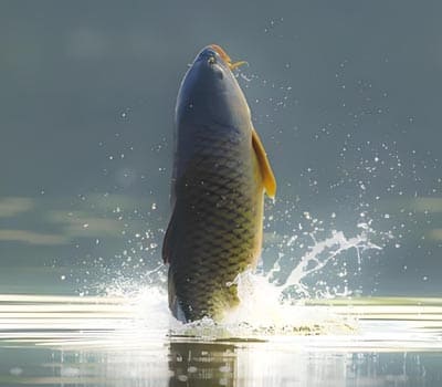 四季王鱼饵